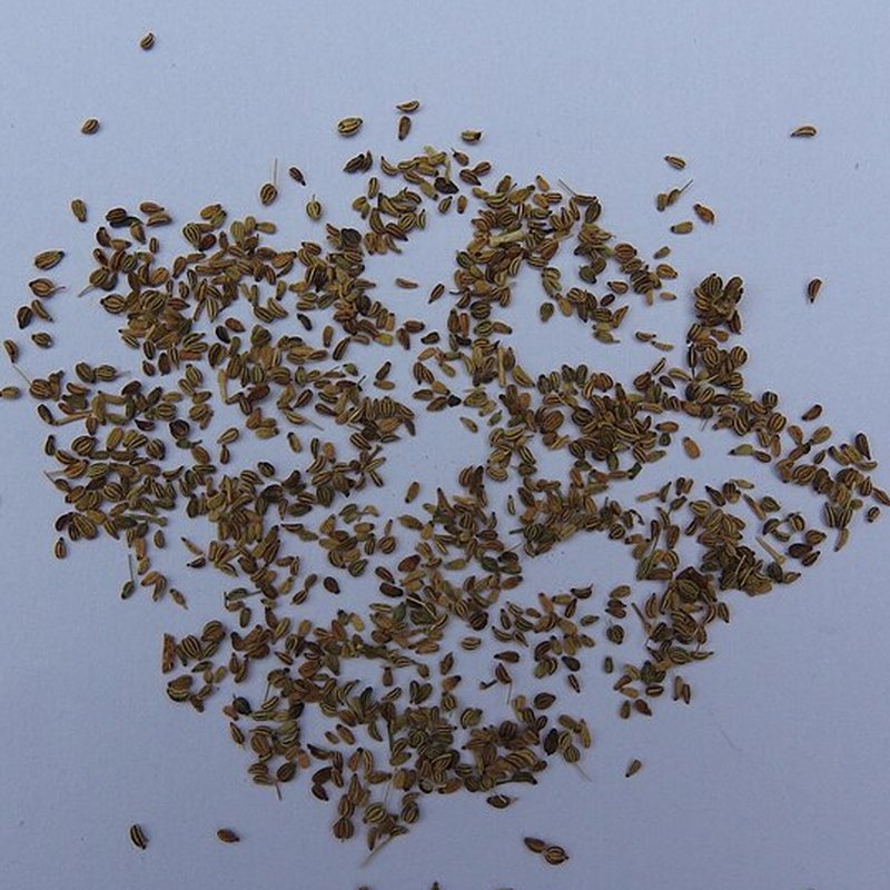 Ajwain (Carom Seeds)