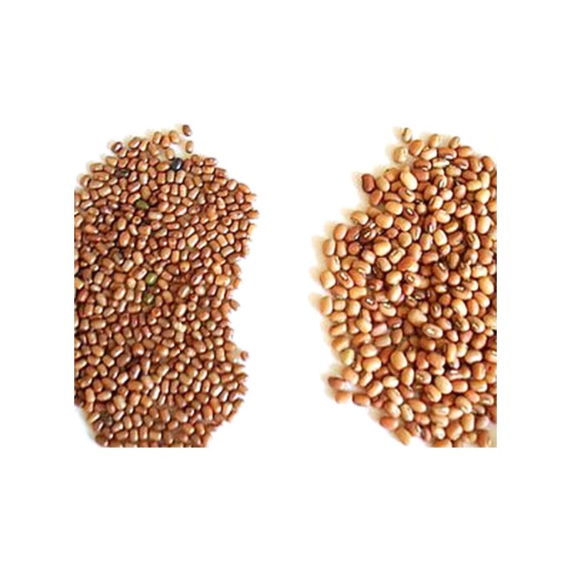 Matki (Moth Beans)