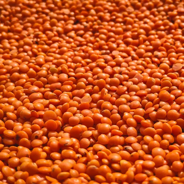 Masoor Dal