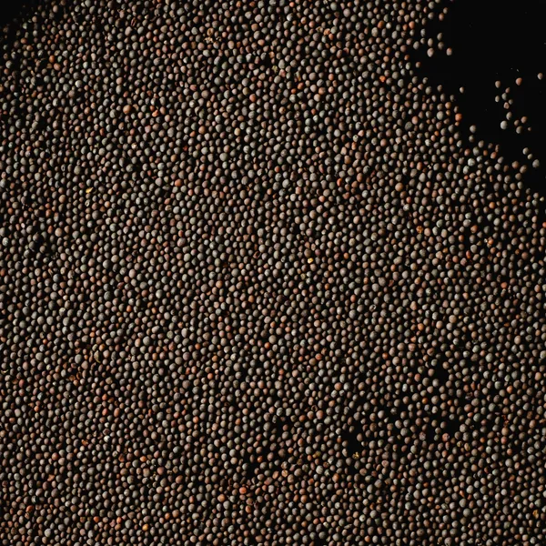 Mustard Seeds (Rai)